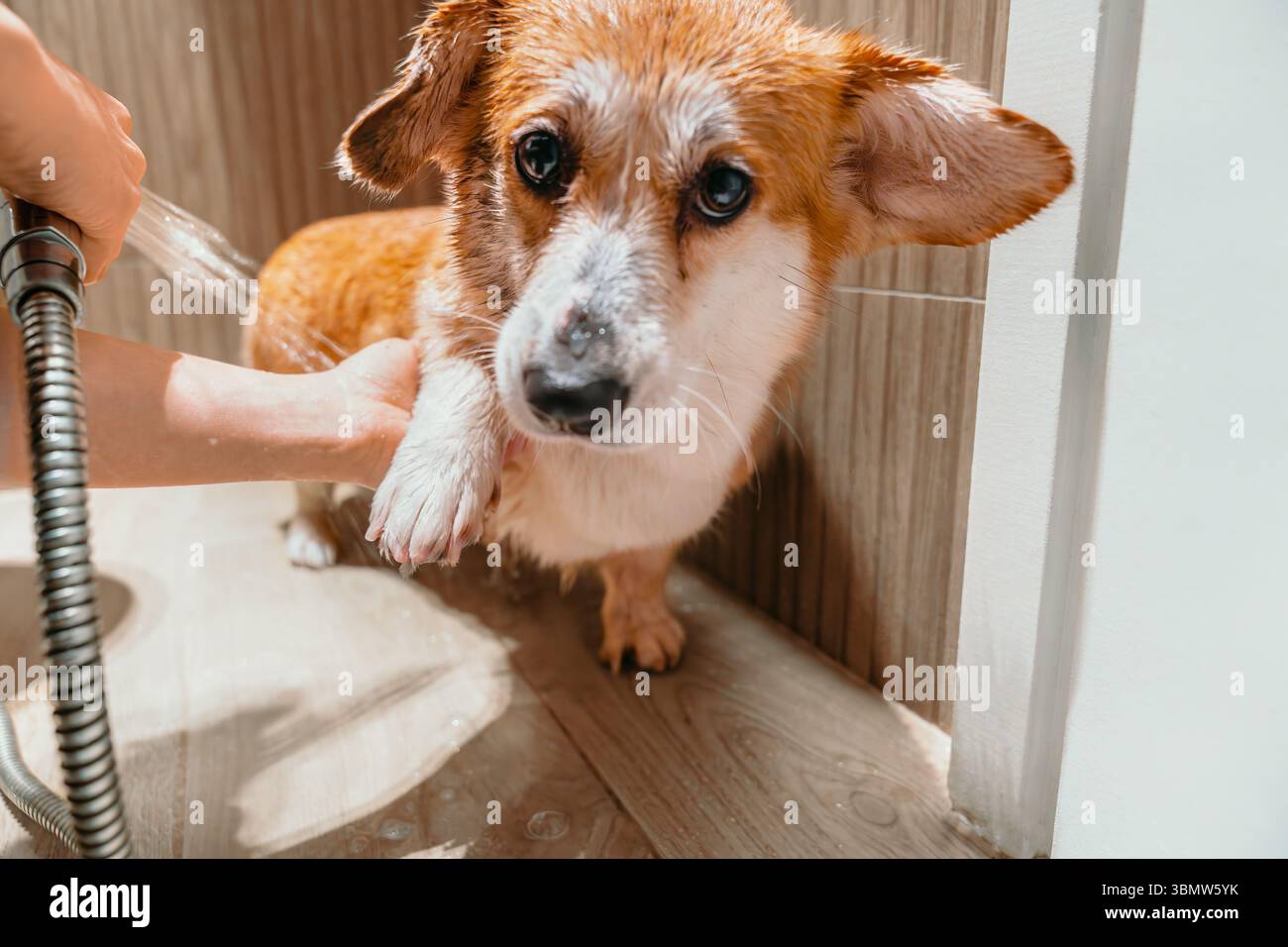 Il corgi bagnato si alza mentre il proprietario lava con cura le zampe fangose sotto l'acqua corrente dopo la camminata giornaliera del cane, l'igiene degli animali domestici e la cura del corpo quotidiana Foto Stock
