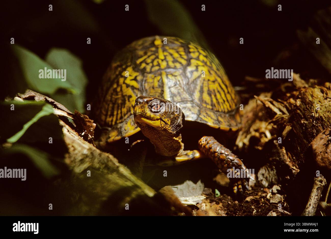 Eastern Box Turtle a Marhfield, Massachusetts. Foto Stock