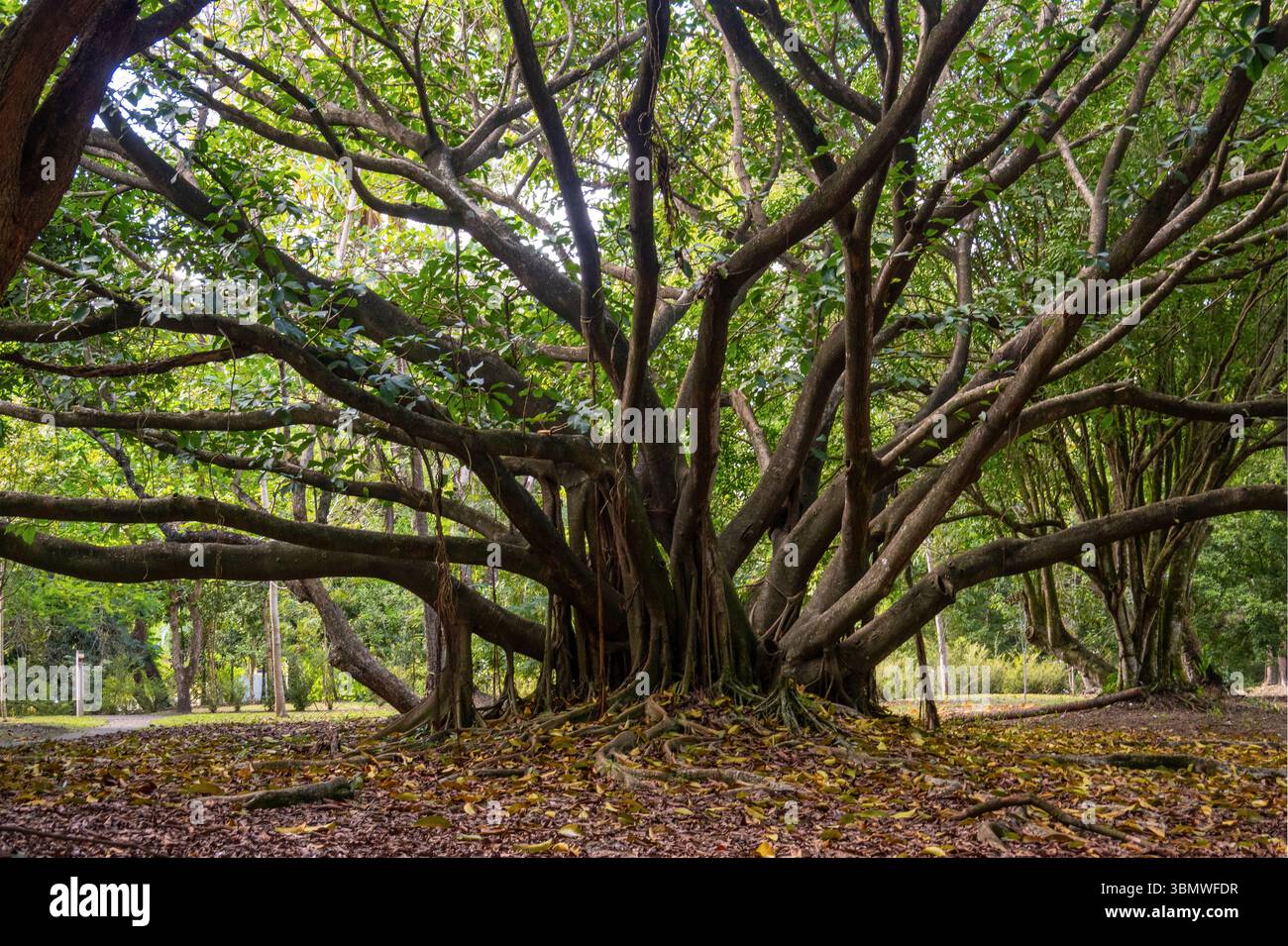 Dottor Rafael ma. Giardino botanico nazionale Moscoso a Santo Domingo, Repubblica Dominicana Foto Stock