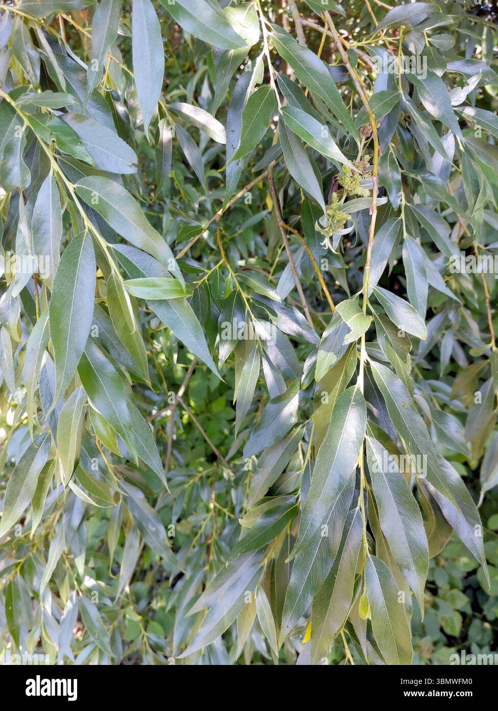 Le graziose foglie di salice bianco si sgretolano dai rami, illuminate dalla luce soffusa del sole, creando un'atmosfera rilassante vicino a un tranquillo corso d'acqua. Questa scena invi Foto Stock