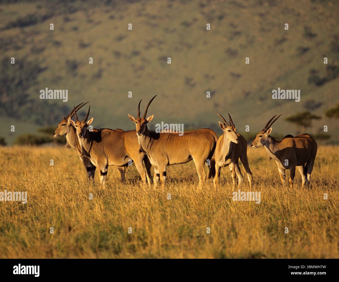 Common Eland (Taurotragus oryx). Riserva nazionale Masai Mara, Kenya, Africa orientale. Foto Stock