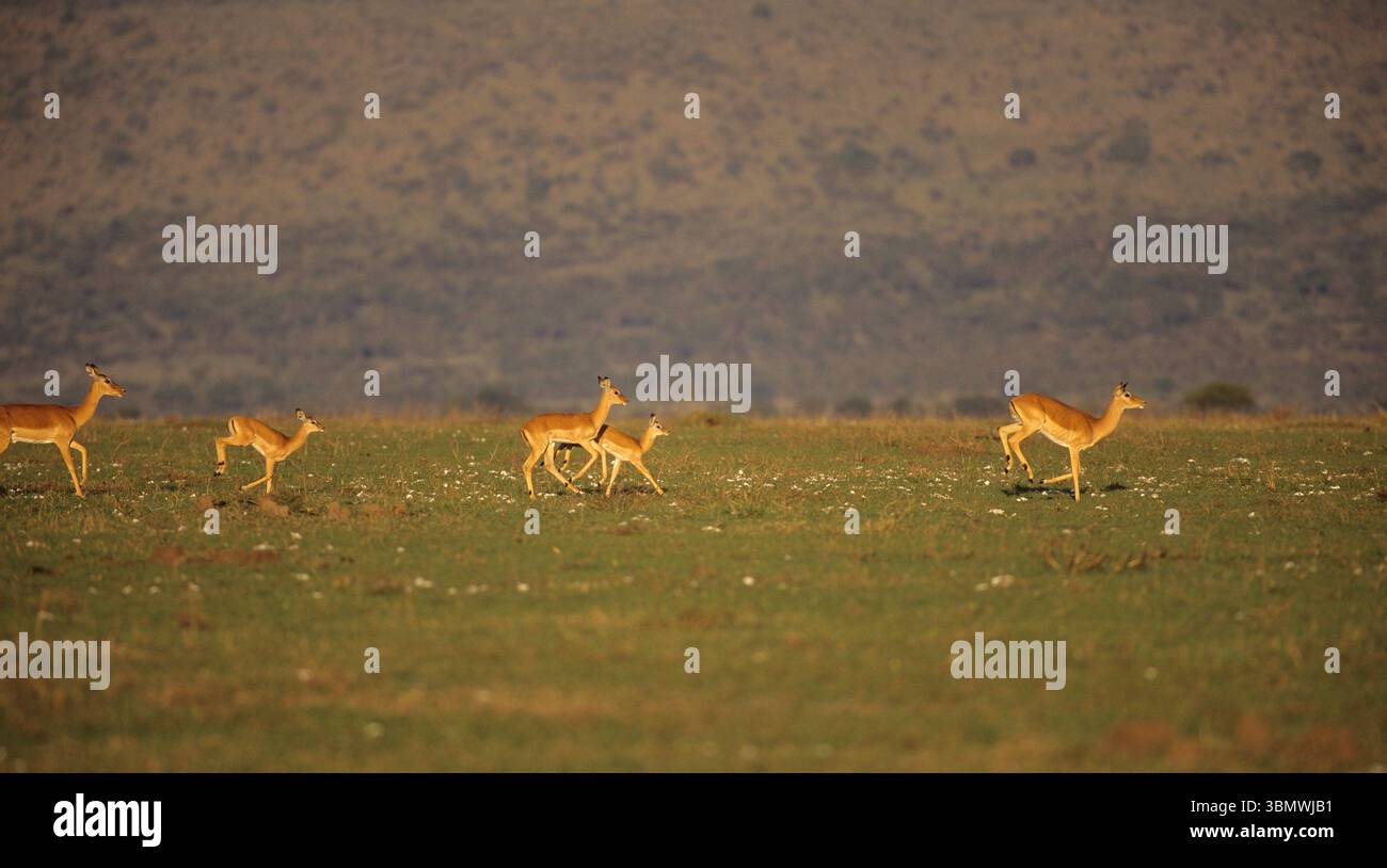 Impala (Aepyceros melampus). Riserva nazionale Masai Mara, Kenya, Africa orientale. Foto Stock