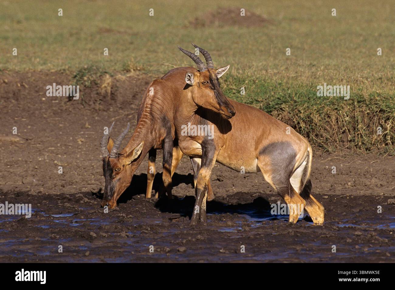Topi (Damaliscus lunatus). Riserva nazionale Masai Mara, Kenya, Africa orientale. Foto Stock