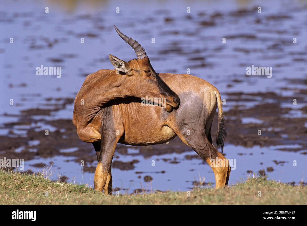 Topi (Damaliscus lunatus). Riserva nazionale Masai Mara, Kenya, Africa orientale. Foto Stock