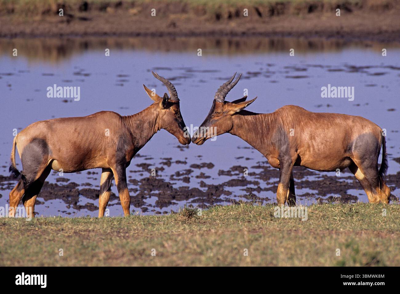 Topi (Damaliscus lunatus). Riserva nazionale Masai Mara, Kenya, Africa orientale. Foto Stock