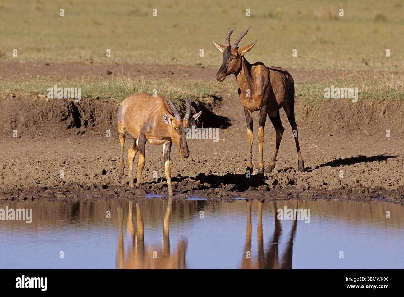 Topi (Damaliscus lunatus). Riserva nazionale Masai Mara, Kenya, Africa orientale. Foto Stock