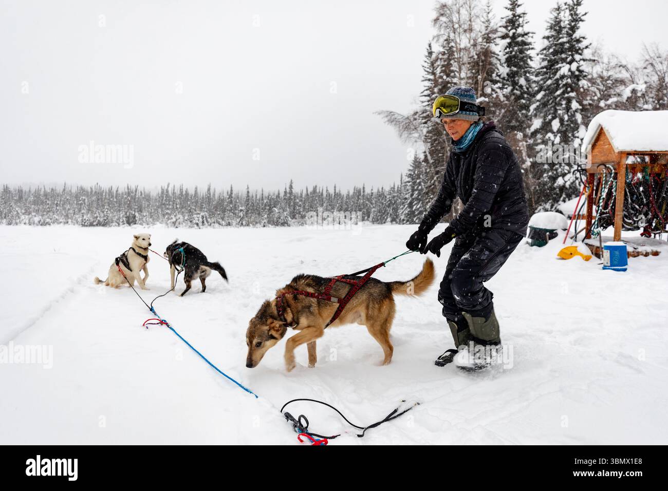 Fairbanks, USA - 23 febbraio 2023: Musher si prepara per il viaggio e assembla la squadra di cani in linea Foto Stock