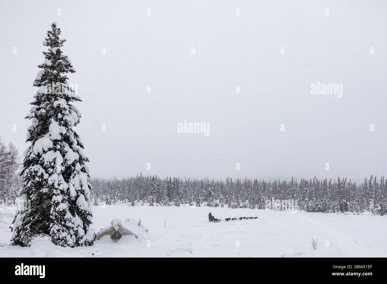Squadra di slitte trainate da cani e musher che viaggiano acros ghiacciato paesaggio selvaggio invernale ricoperto di neve Foto Stock