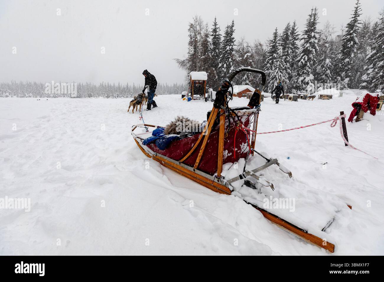 Fairbanks, USA - 23 febbraio 2023: Preparazione della slitta trainata da cani e della squadra per un viaggio di mushing Foto Stock