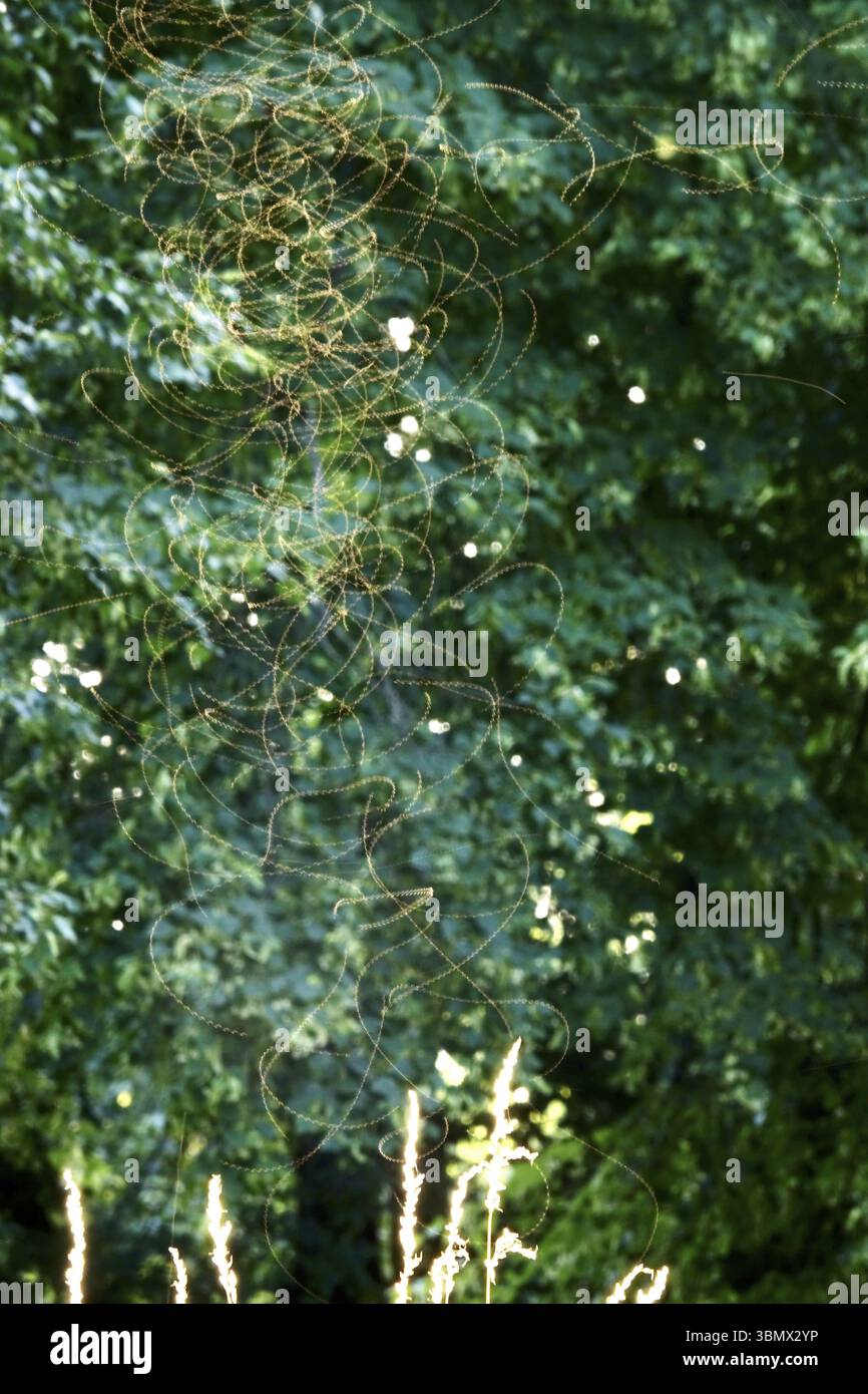 Serata estiva in un parco, volo di insetti, Germania, Europa Foto Stock