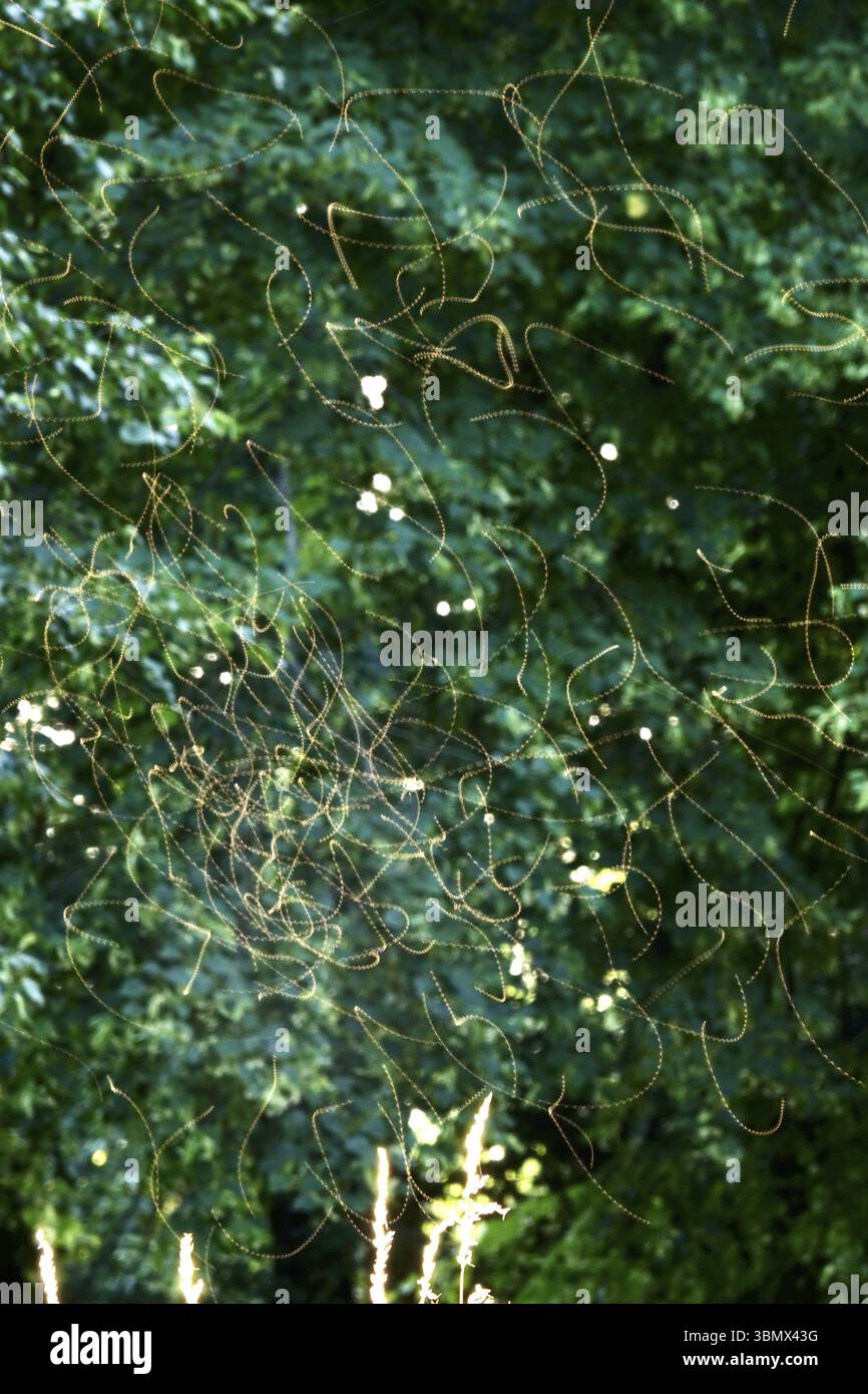 Serata estiva in un parco, volo di insetti, Germania, Europa Foto Stock