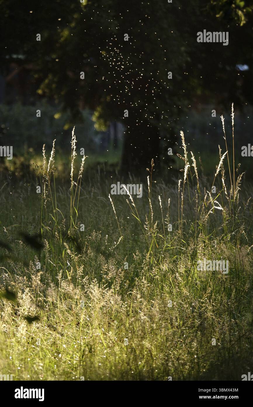 Serata estiva in un parco, volo di insetti, Germania, Europa Foto Stock