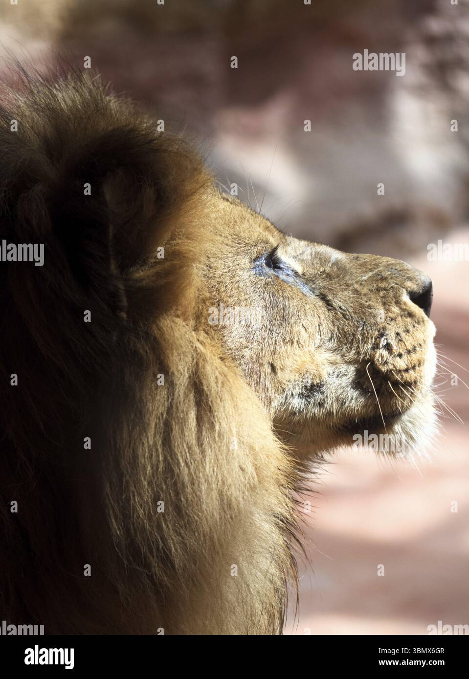 Lion (Panthera leo), un look orgoglioso Foto Stock
