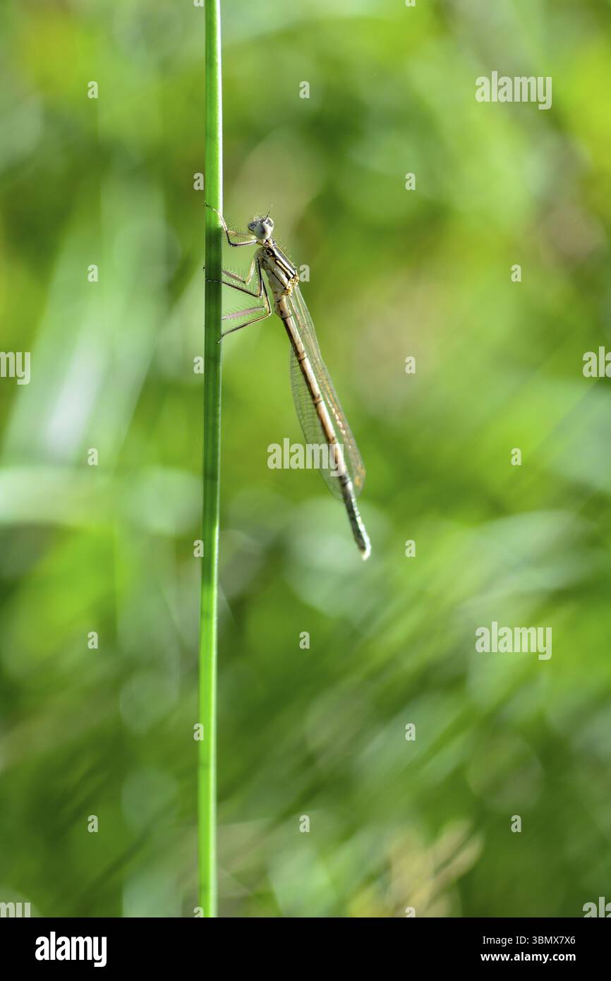 Libellula comune (Platycnemis pennipes), femminile, su una lama d'erba Foto Stock