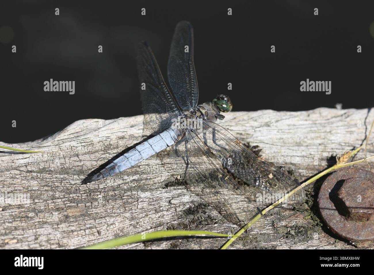Skimmer dalla coda nera (Orthetrum cancellatum), libellula, habitat naturale, fotografia di animali, stagno, laghetto da giardino, insetto volante, foto dettagliata Foto Stock