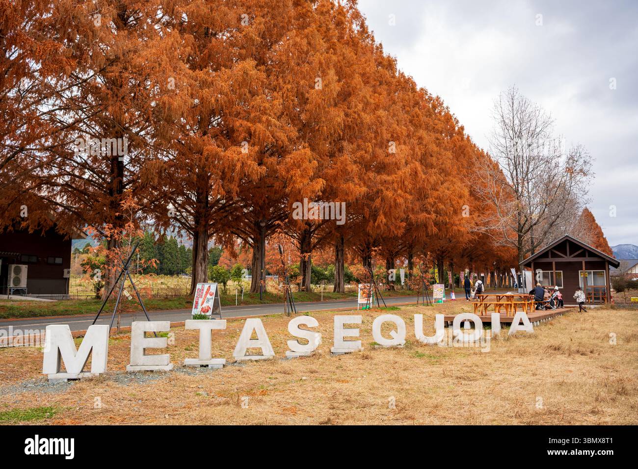 La scultura della lettera "METASEQUOIA" a Makino PIC-Land, l'ingresso alla Dawn Redwood avenue in autunno. Takashima, Shiga, Giappone Foto Stock