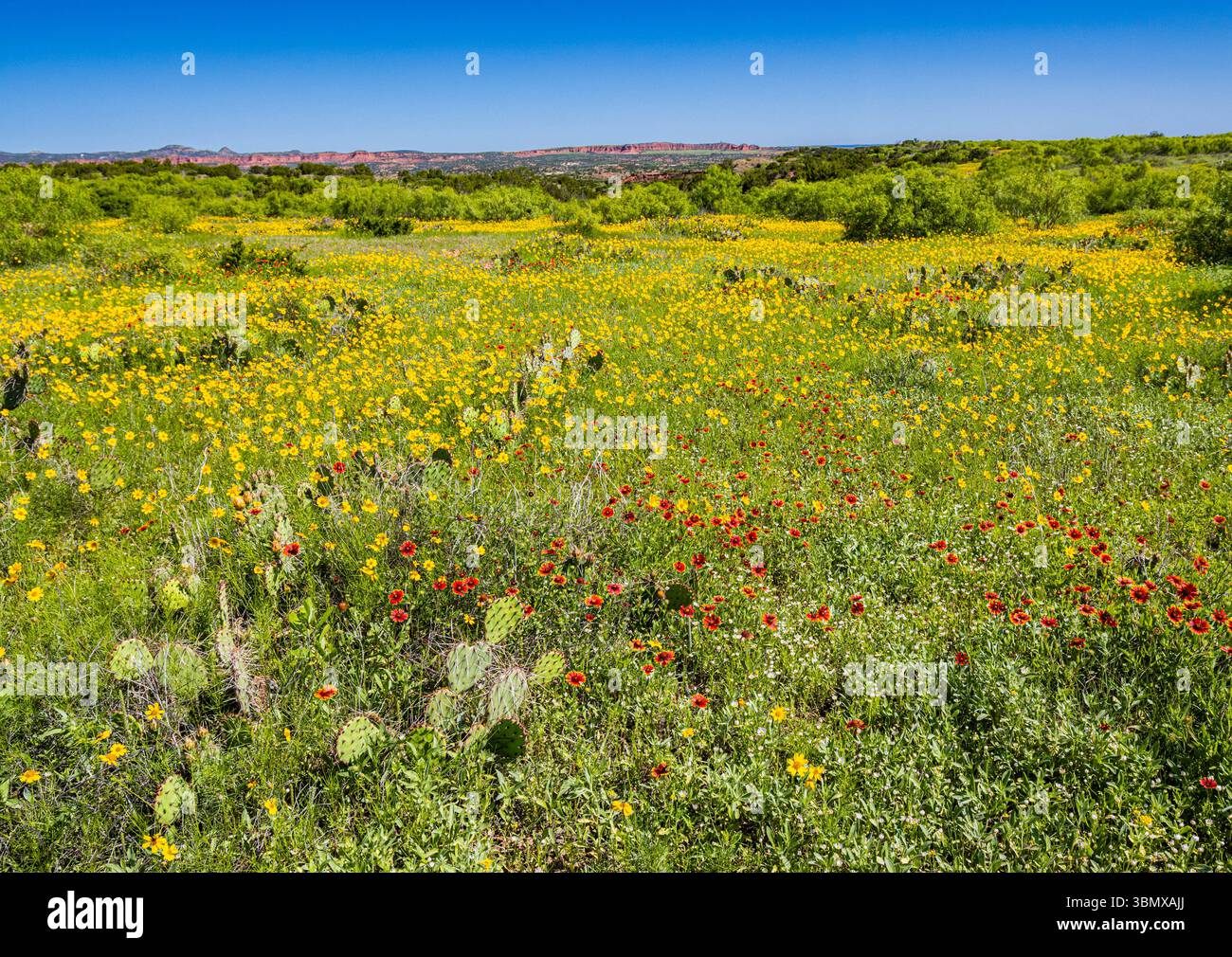 Campo di fiori selvatici colorati con le Red Hills della scarpata di Caprock in lontananza, Canyon Rim Spur Trail, Caprock Canyon State Park, Texas, Foto Stock