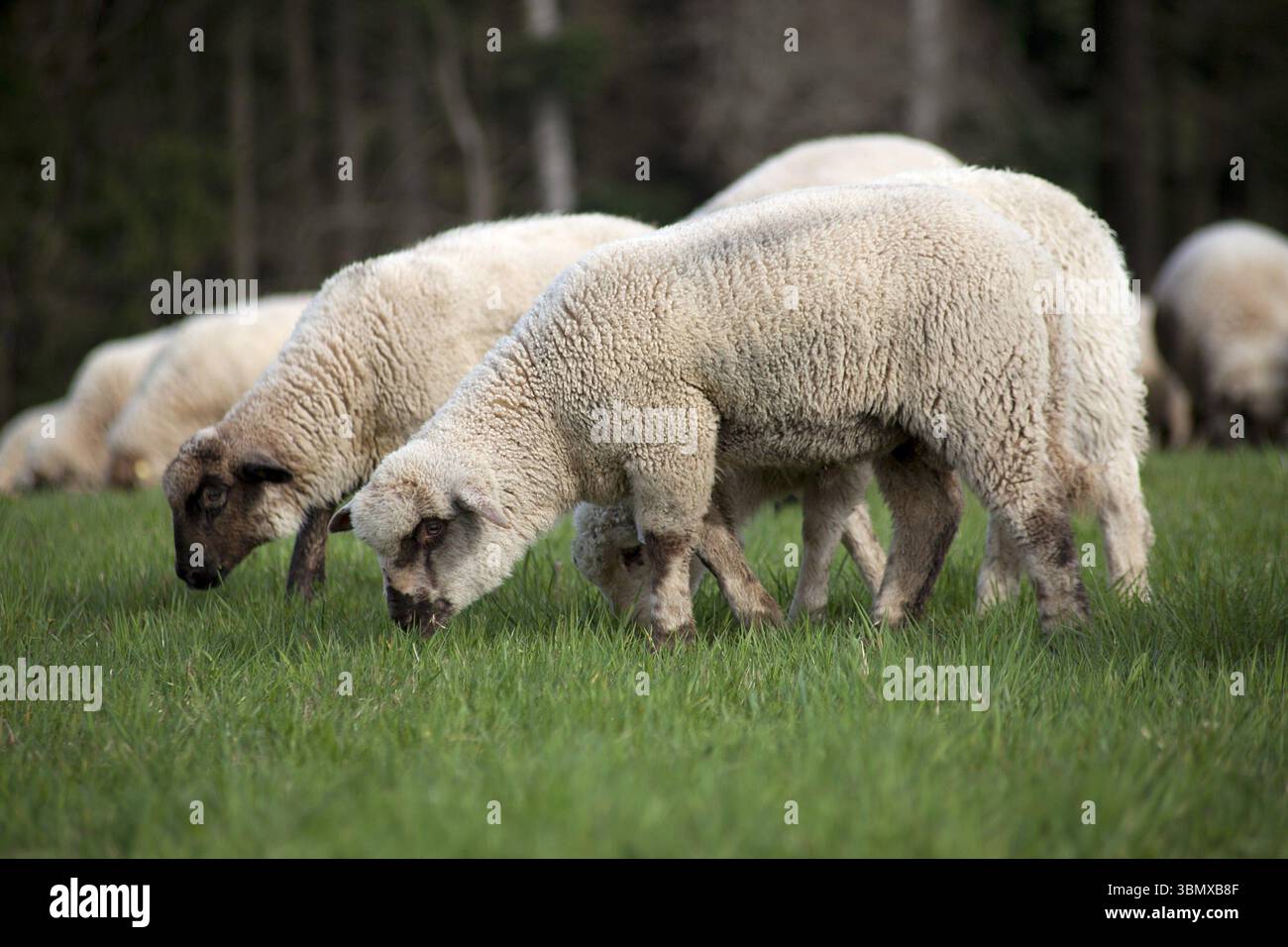 Le pecore fuori sul prato mangiano erba Foto Stock