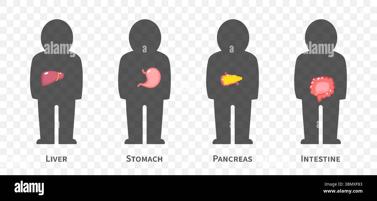 La serie di illustrazioni dei sistemi del corpo umano 2 di 3. Comprende sistema epatobiliare , gastrointestinale o digestivo . Backgroun trasparente isolato Illustrazione Vettoriale