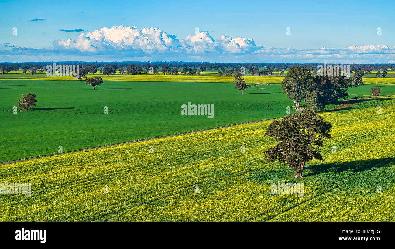 Paesaggio agricolo con canola luminosa e chiara luce pomeridiana Foto Stock