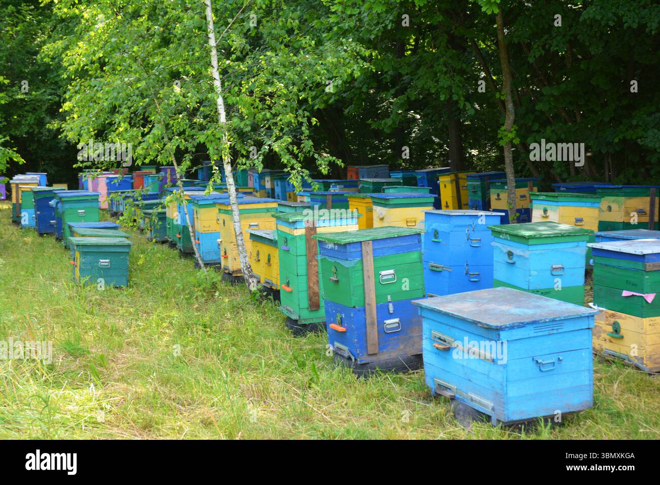 Orticaria in un apiario con le api. Colonia agricola di api mellifere - foto apicoltura. Salvare le api dall'estinzione delle api mellifere. Foto Stock