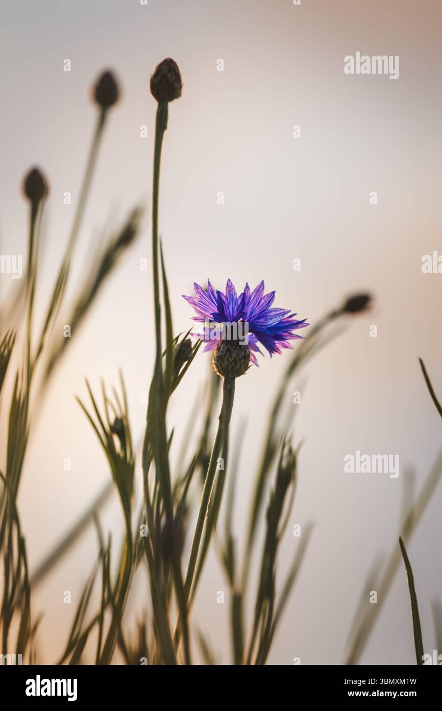 Fiori di corno . Piante da campo in una giornata di sole a giugno . Primo piano di un fiore, sfondo sfocato. Foto Stock