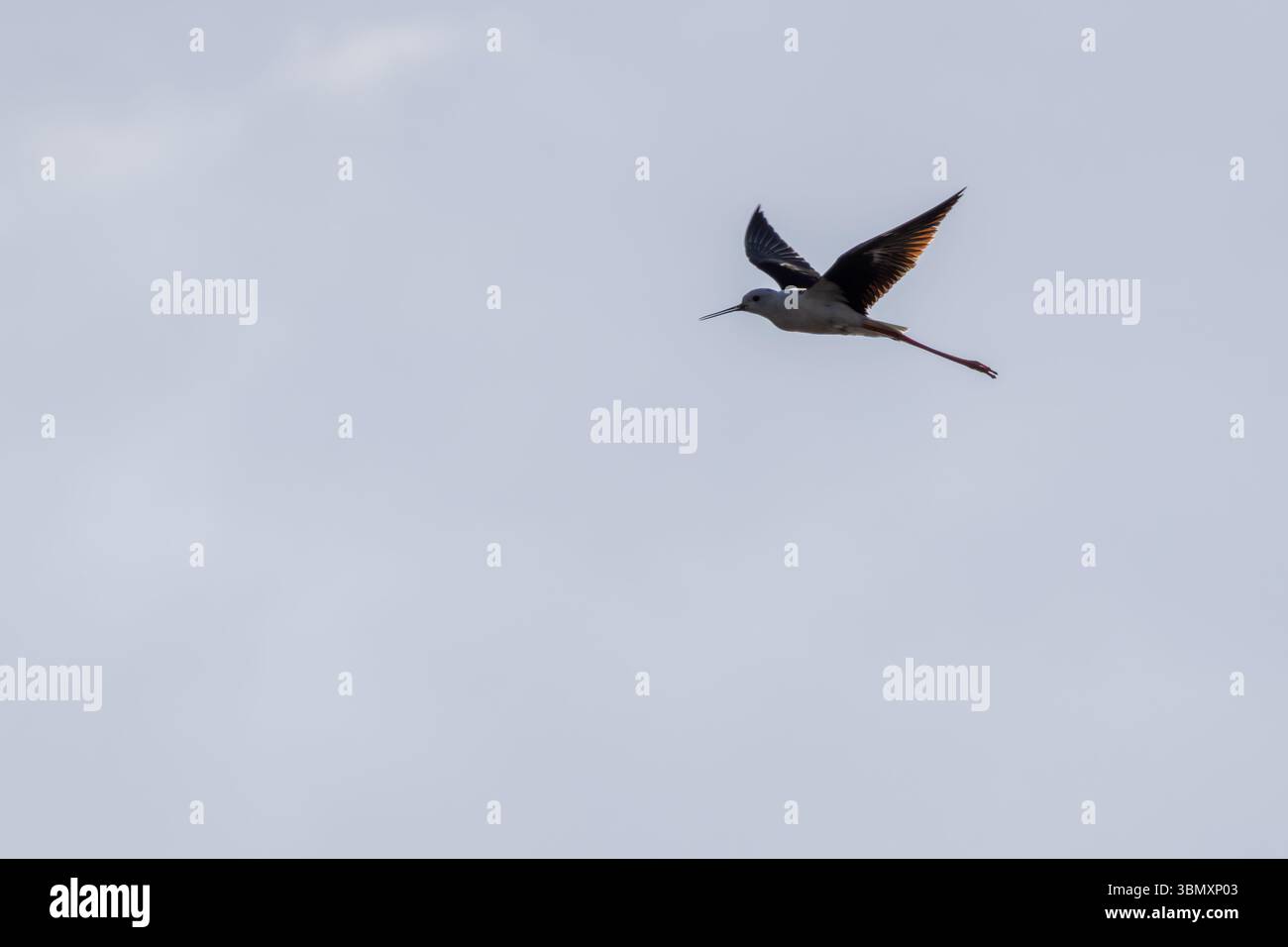 Palafitte con ali nere che si innalzano con grazia nell'aria con le lunghe gambe rosa estese Foto Stock