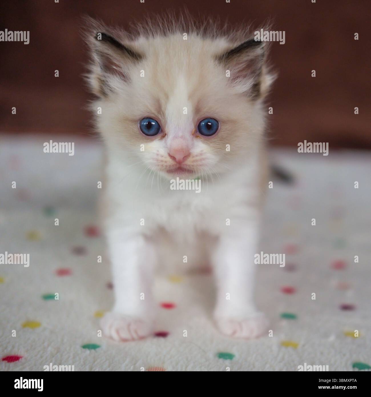 gattino ragdoll di 1 mese che guarda la macchina fotografica, gatto domestico Foto Stock