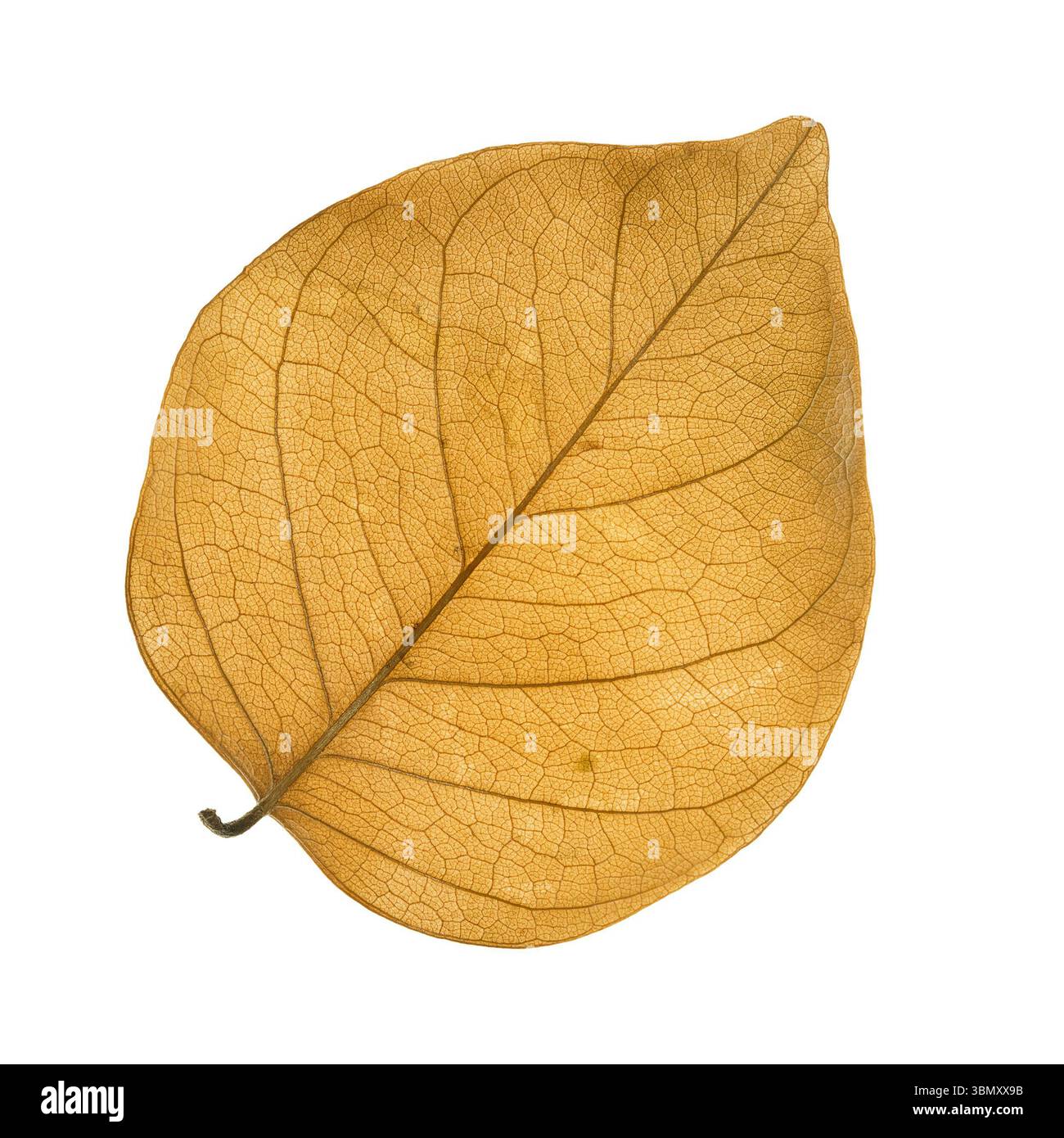 Si tratta di una singola foglia marrone secca isolata su bianco. Foto Stock