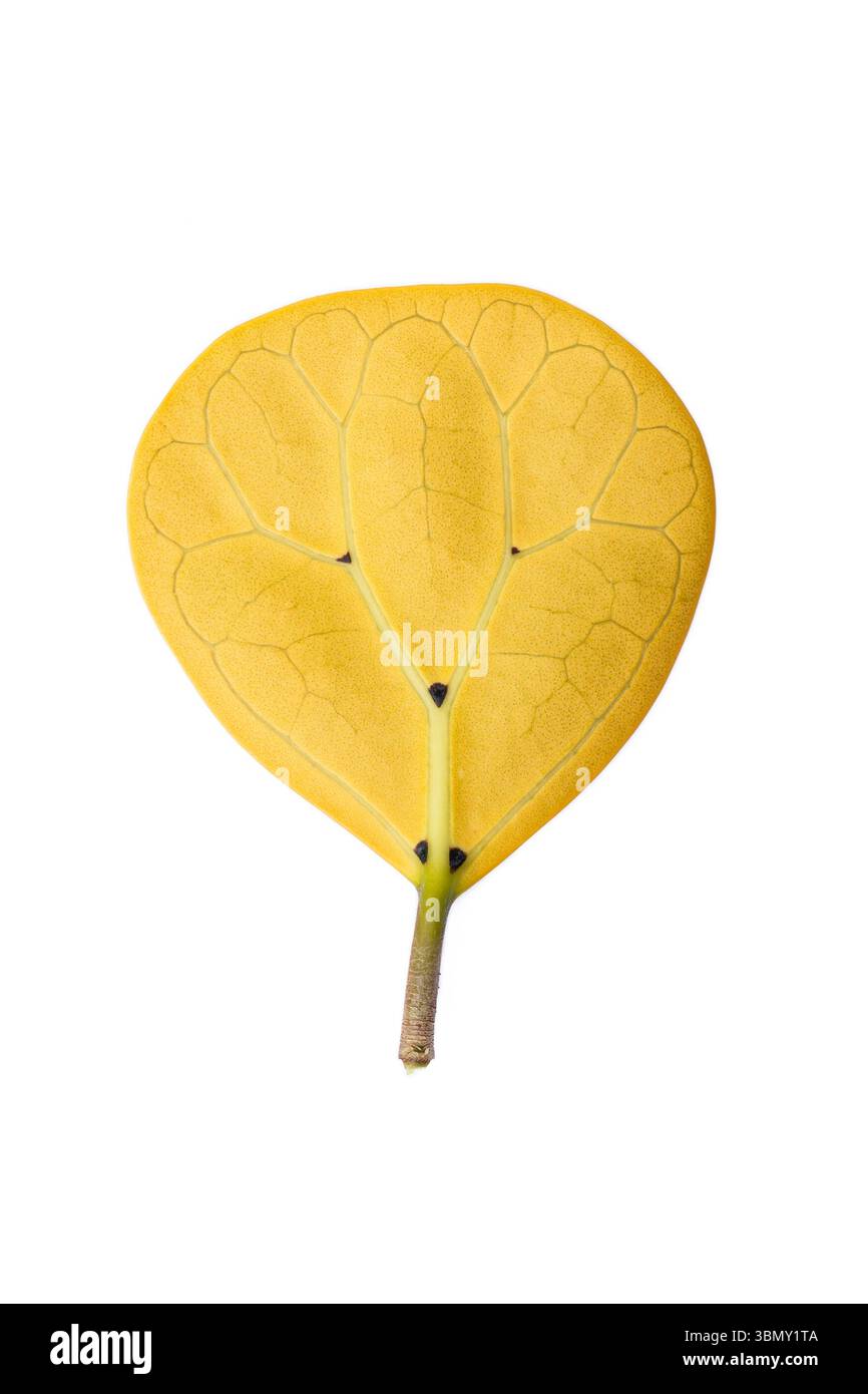 Si tratta di una singola foglia gialla isolata su bianco. Foto Stock