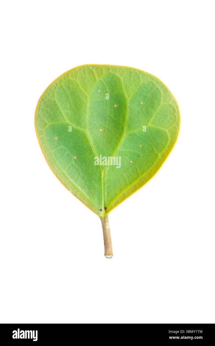 Si tratta di una foglia verde a cerchio singolo isolata su bianco. Foto Stock