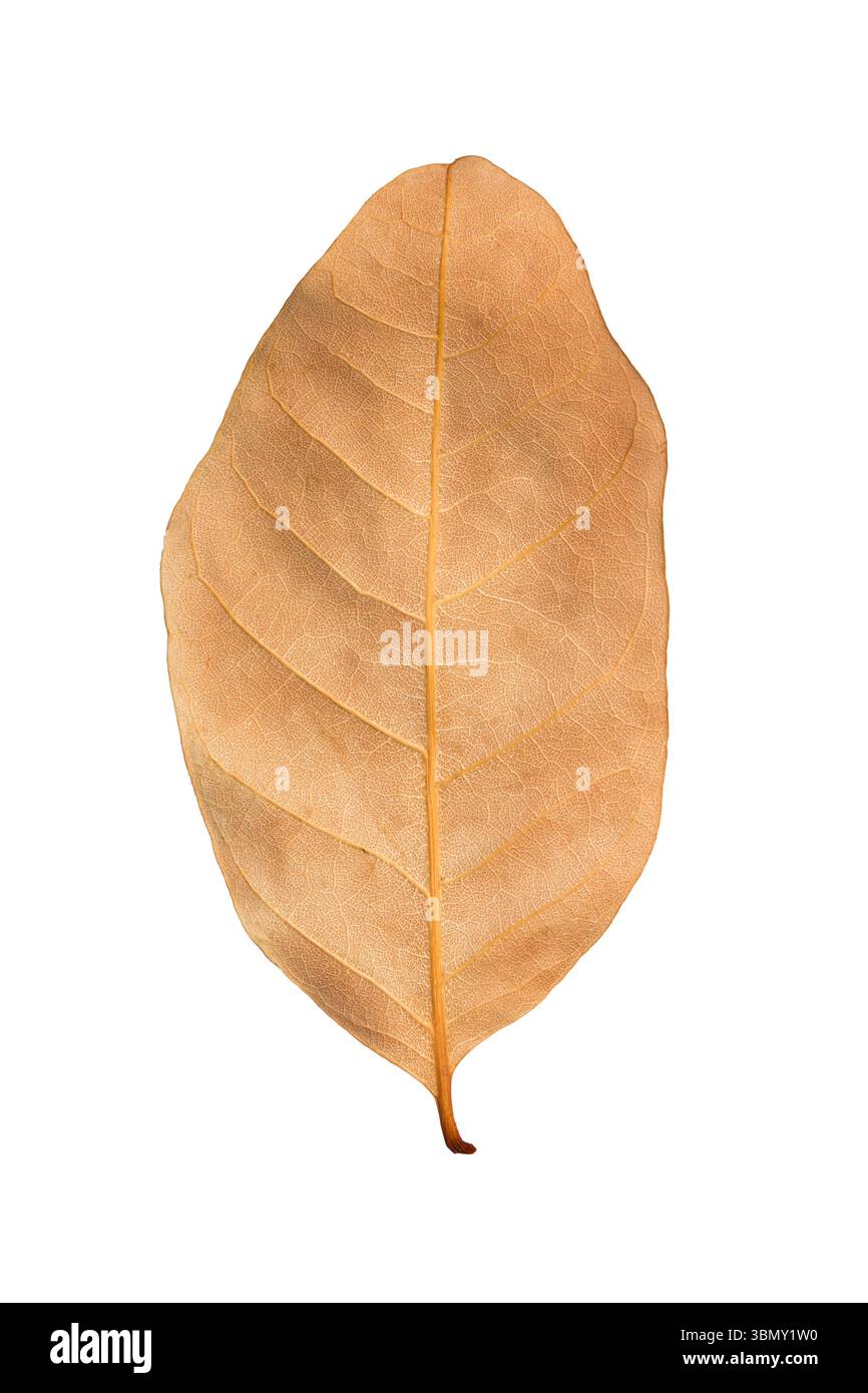 È una foglia marrone secco isolata su bianco. Foto Stock