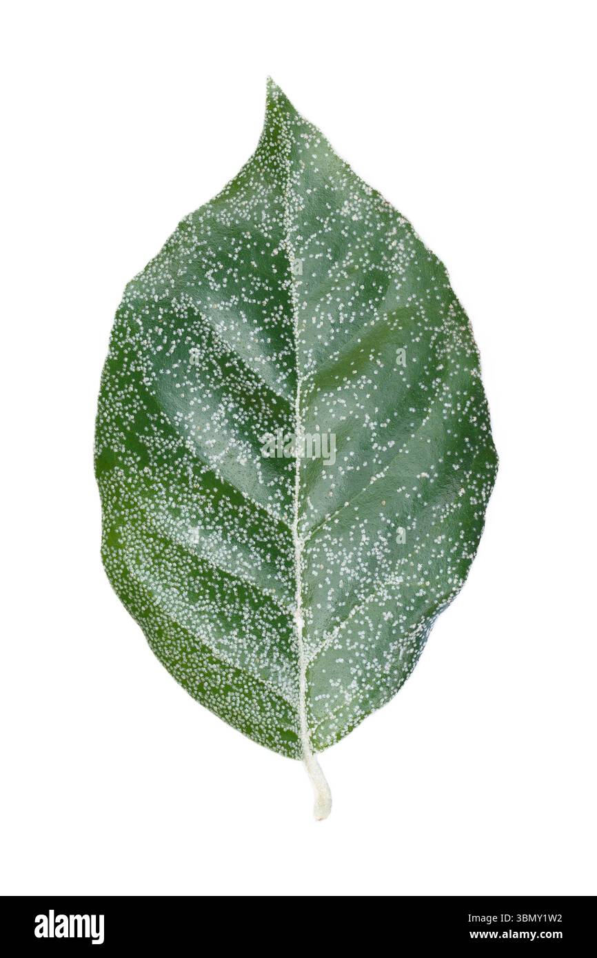 È foglia verde con punti bianchi isolati su bianco. Foto Stock