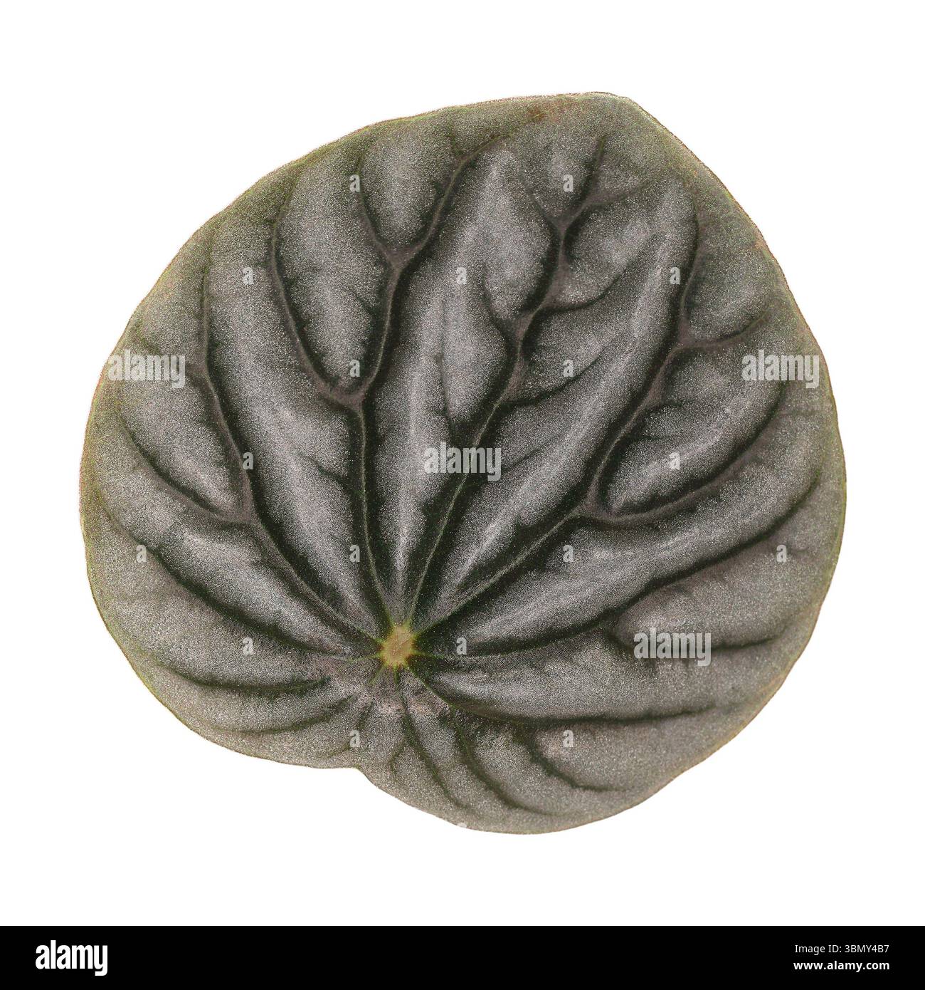 È una foglia grigia isolata sul bianco. Foto Stock