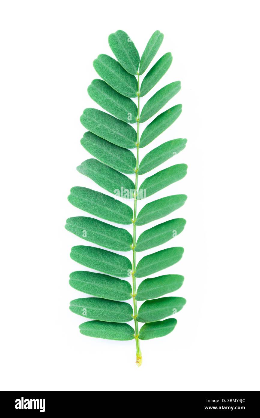 Si tratta di una foglia di Tamarind isolata su bianco. Foto Stock