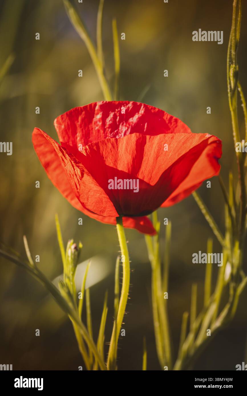 Papaveri da campo su uno sfondo sfocato in una giornata di sole a giugno. Foto Stock