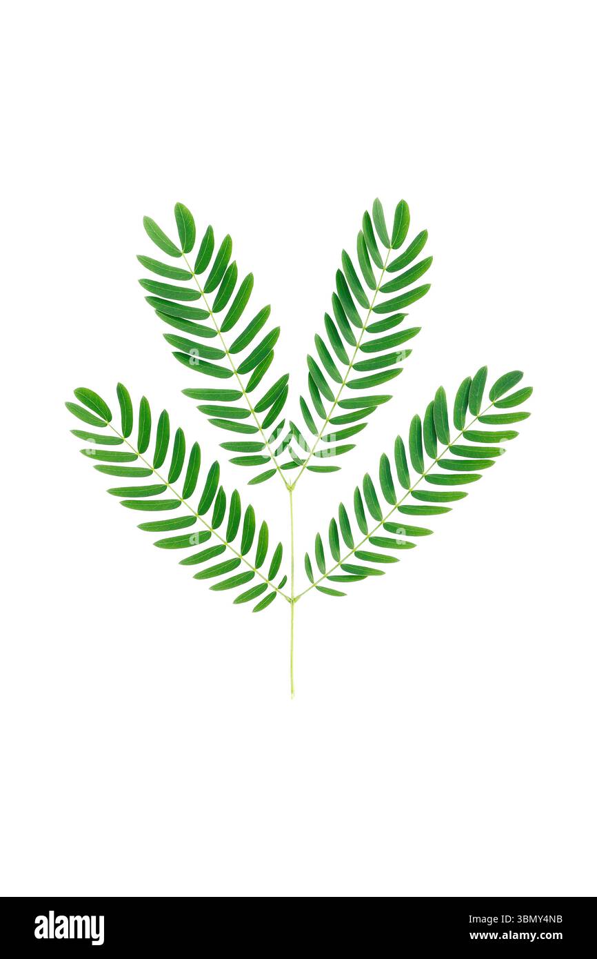 E' foglie isolate sul bianco. Foto Stock