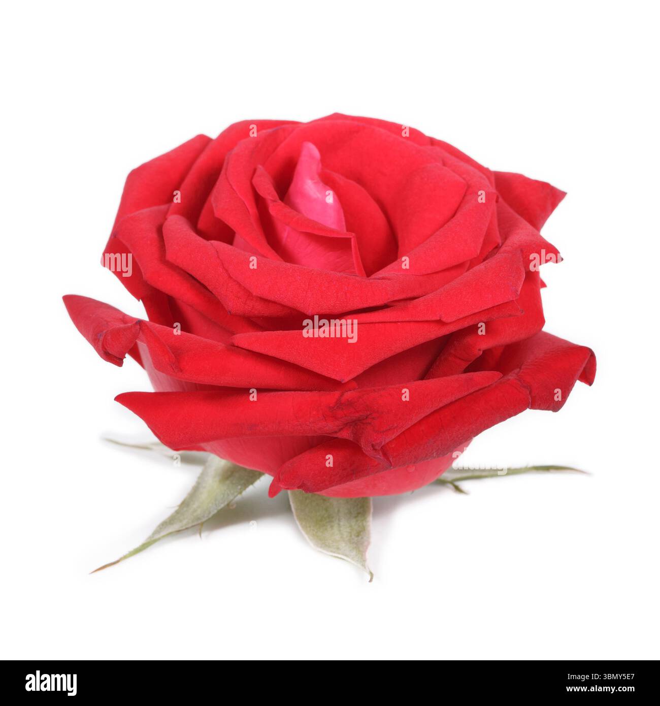 Si tratta di una rosa rossa singola isolata su bianco. Foto Stock