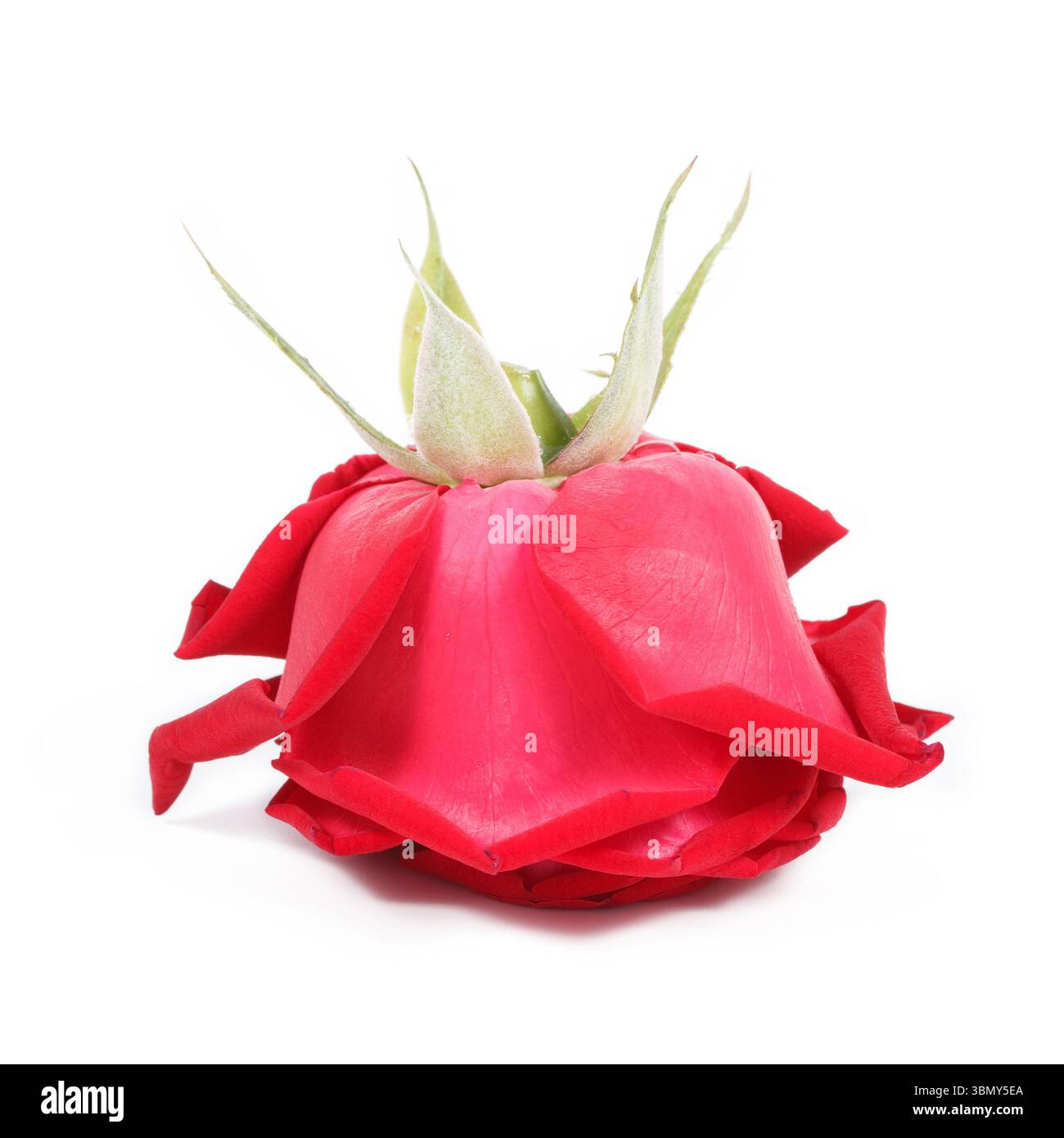 Si tratta di una rosa rossa rovesciata isolata su bianco. Foto Stock