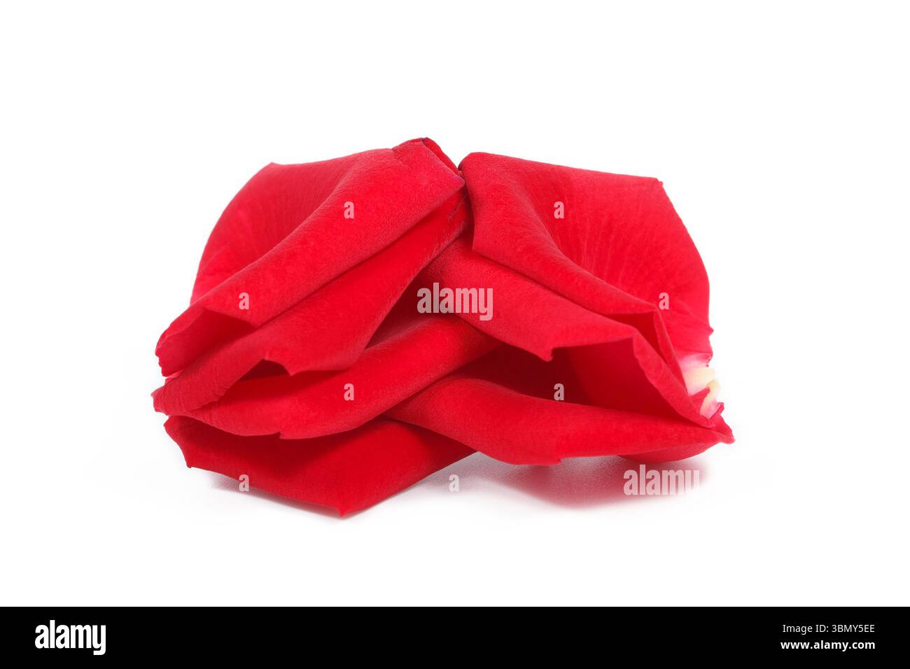 È uno strato di petali di rosa isolati su bianco. Foto Stock