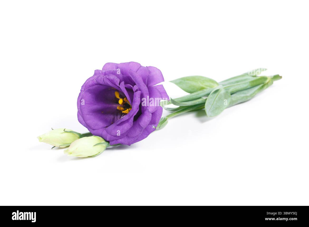 È il fiore di Lisianthus isolato sul bianco. Foto Stock