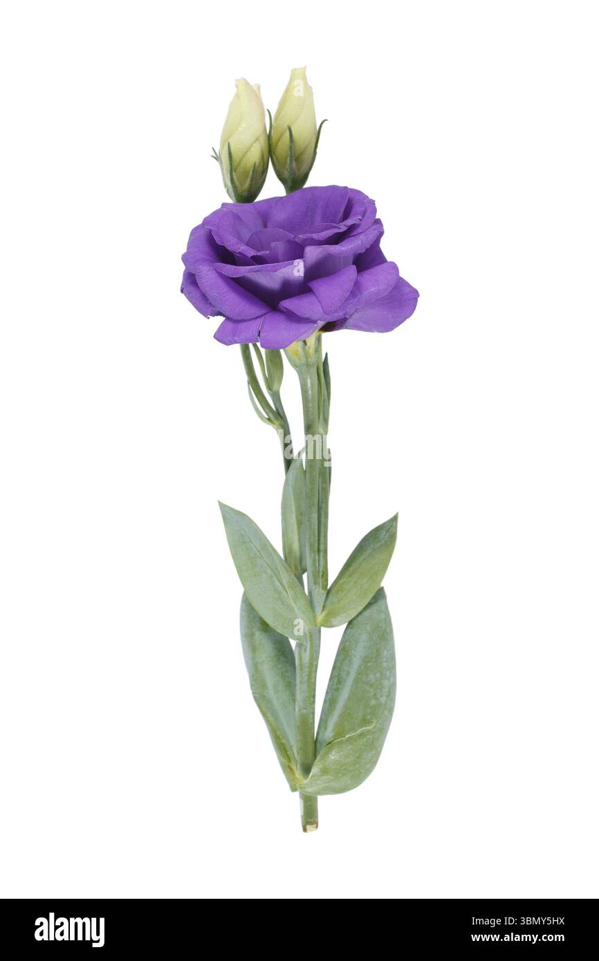 È il fiore di Lisianthus isolato sul bianco. Foto Stock