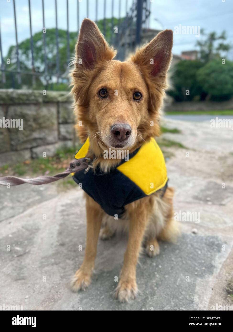 Cane che indossa una giacca gialla o un poncho, che fornisce calore e maggiore visibilità per la sicurezza durante le attività all'aperto Foto Stock