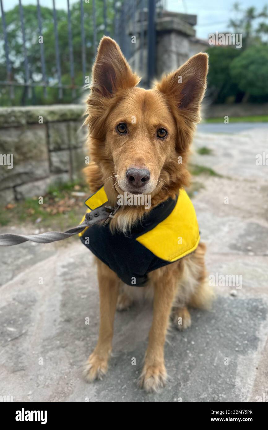 Cane che indossa una giacca gialla o un poncho, che fornisce calore e maggiore visibilità per la sicurezza durante le attività all'aperto Foto Stock