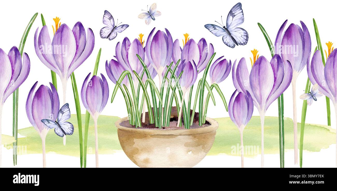 croci fiori in vaso di ceramica, farfalle volanti, acquerello blu disegnato a mano, fiori lilla con foglie verdi crescono in vaso, bordo senza cuciture, primavera Foto Stock