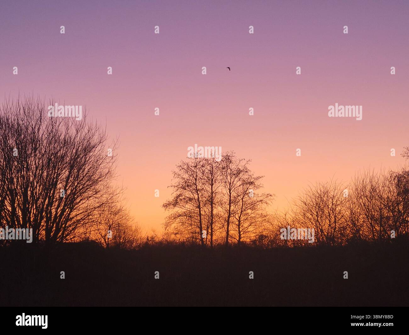 Tramonto tranquillo su alberi sagomati e cielo sfumato Foto Stock
