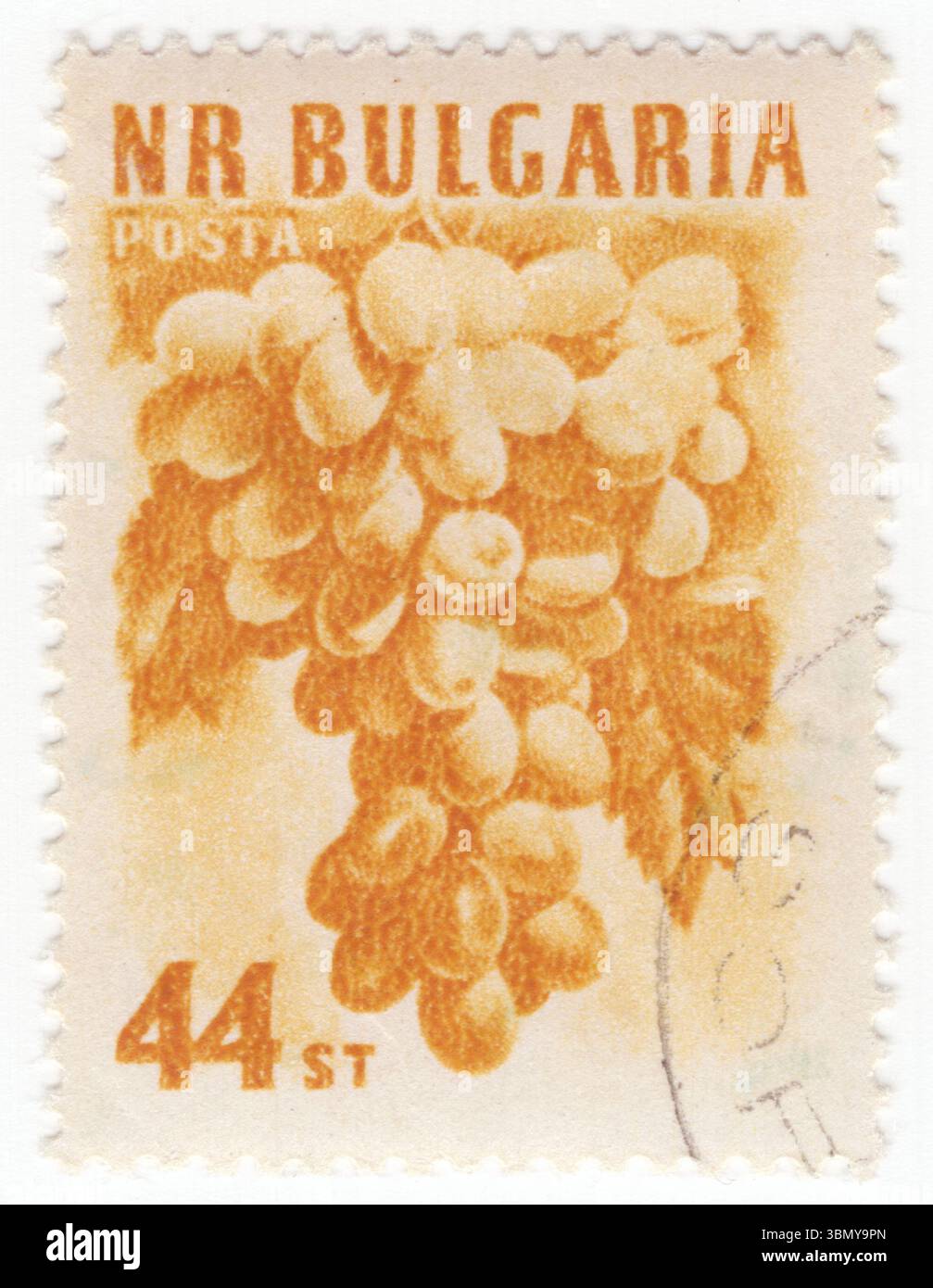 BULGARIA — 1957 aprile 13: Un francobollo giallo-arancio del 44 stotinki raffigurante l'uva. Un'uva è un frutto, botanicamente una bacca, delle viti legnose decidue del genere vegetale in fiore Vitis. L'uva è un tipo di frutta non climacterica, generalmente presente in ammassi. Mangiate fresche o secche (uvetta, ribes e uva sultanina), le uve hanno un significato culturale in molte parti del mondo, in particolare per il loro ruolo nella vinificazione. Altri prodotti derivati dall'uva comprendono vari tipi di marmellata, succo, aceto e olio Foto Stock