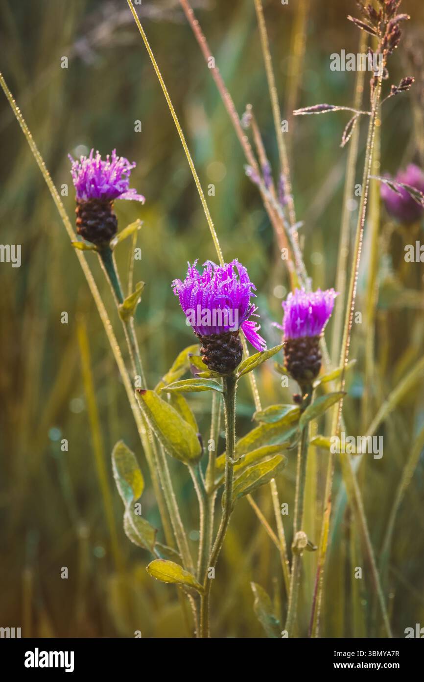 Fiori di corno . Piante da campo in una giornata di sole a giugno . Primo piano di un fiore, sfondo sfocato. Foto Stock