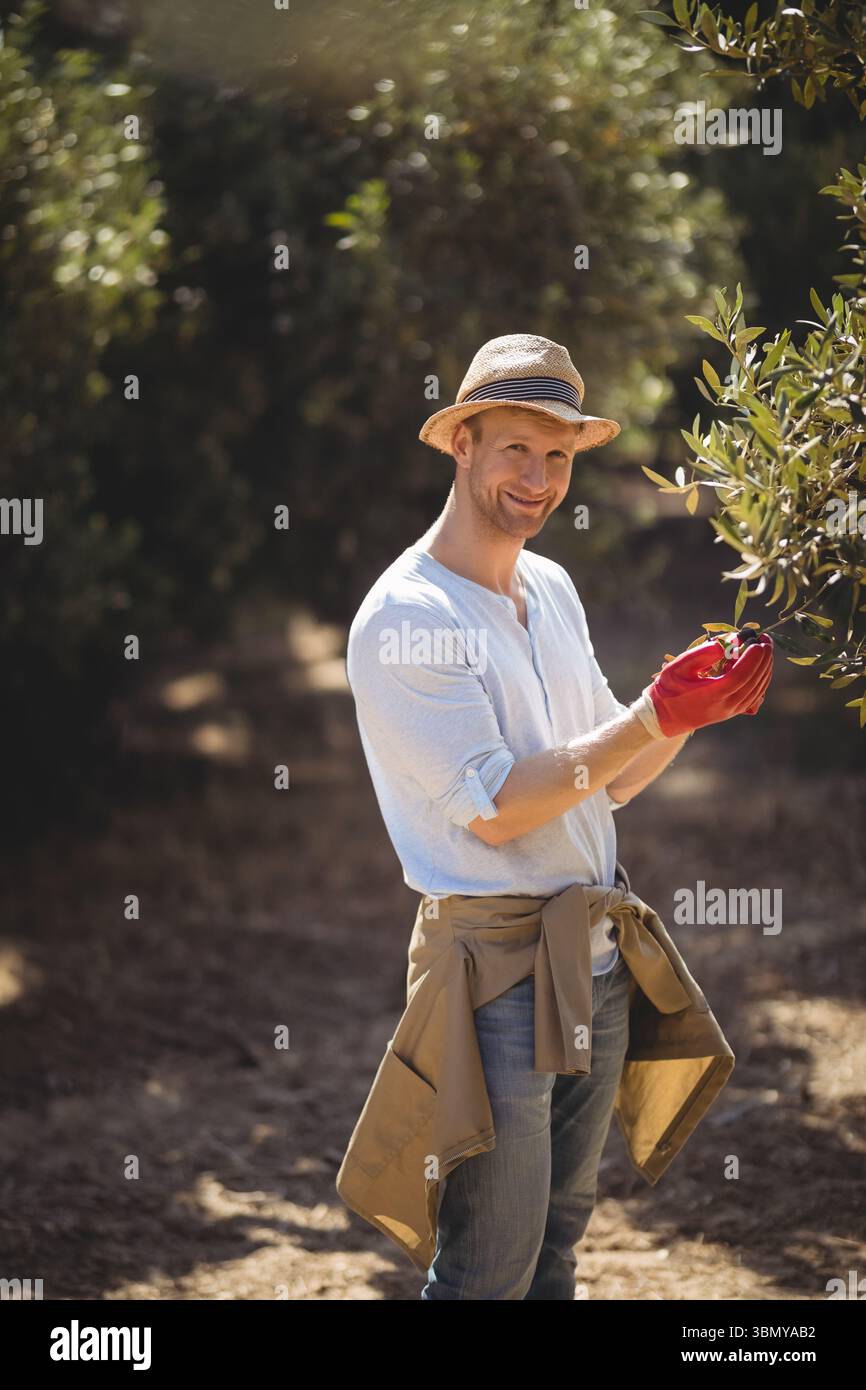 Uomo di mezza età in piedi nell'oliveto con cappello di paglia, guanti rossi, giacca legata con olive Foto Stock