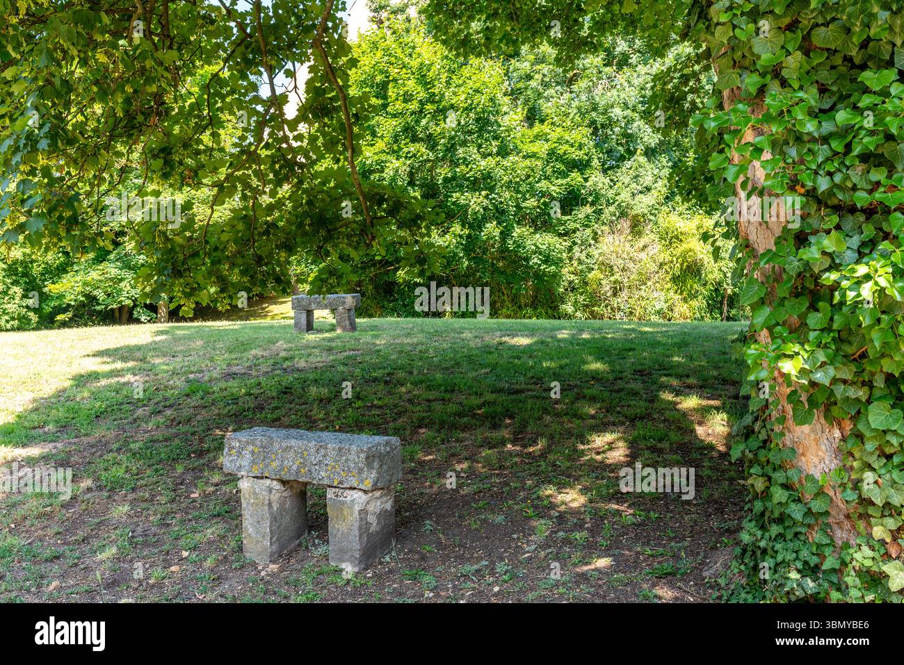 Panchine in pietra in un giardino in una giornata di sole. edera comune intorno a un albero Foto Stock